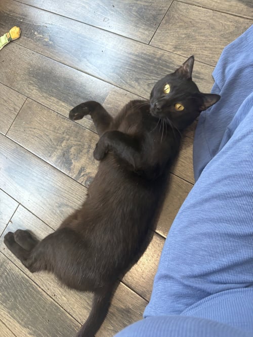 OSIRIS - Domestic Short Hair available for adoption