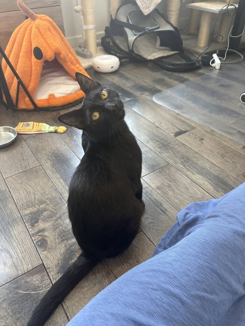 OSIRIS - Domestic Short Hair available for adoption