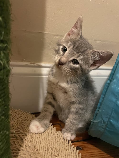 NORMA - Domestic Short Hair available for adoption