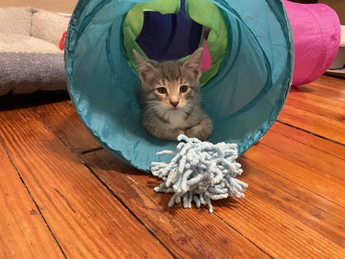NORMA - Domestic Short Hair available for adoption