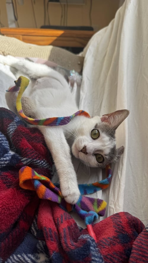 PIP - Domestic Short Hair available for adoption