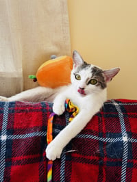 Pip - Photo 1