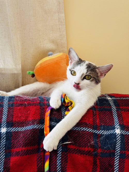 PIP - Domestic Short Hair available for adoption
