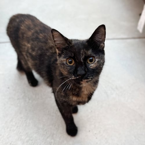 INGA - Domestic Short Hair available for adoption