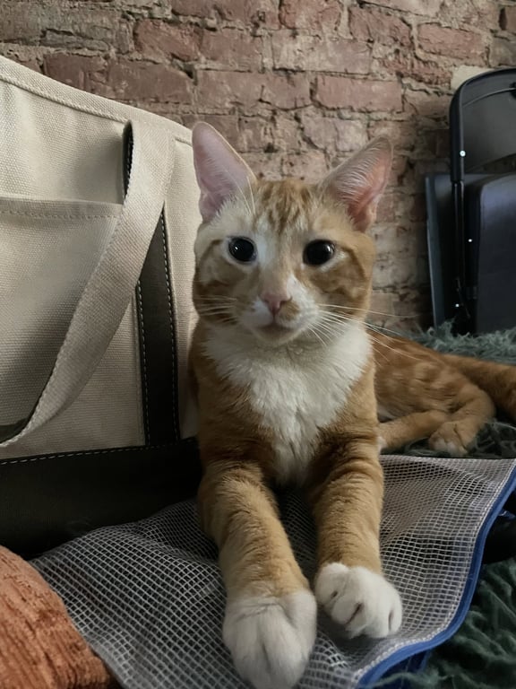 Garfield Image