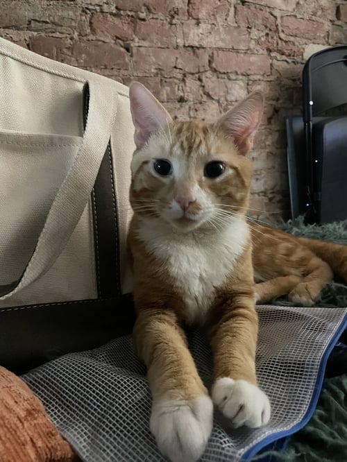 GARFIELD - Domestic Short Hair for adoption in Philadelphia