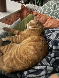 Garfield - Photo 2