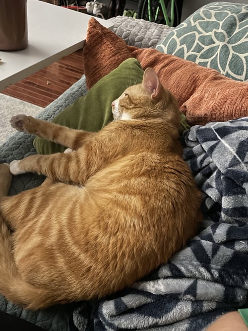 GARFIELD - Domestic Short Hair available for adoption