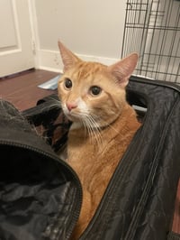 Garfield - Photo 3