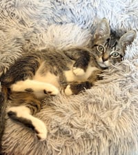 Fievel - Photo 2