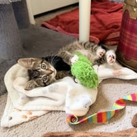 Fievel - Photo 3