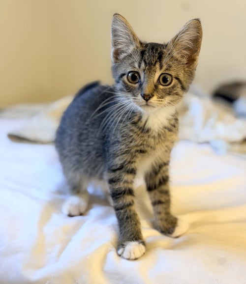 FIEVEL - Domestic Short Hair available for adoption
