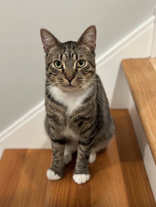 LUKE SKYWALKER - Domestic Short Hair available for adoption