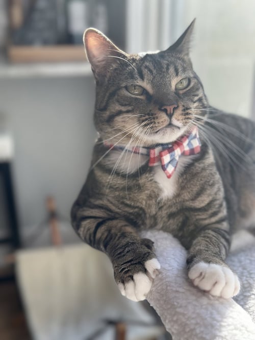LUKE SKYWALKER - Domestic Short Hair available for adoption