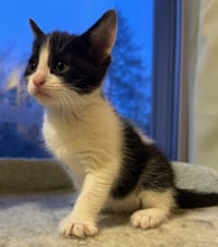 Kewpie - Photo 1