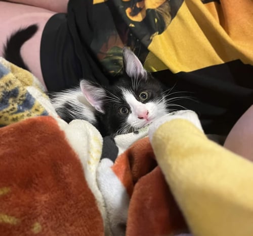 KEWPIE - Domestic Short Hair available for adoption