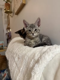 General Toebeans - Photo 2