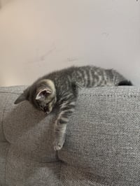 General Toebeans - Photo 3