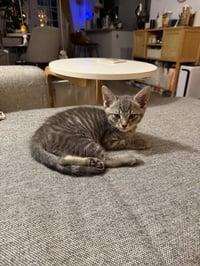 General Toebeans - Photo 1