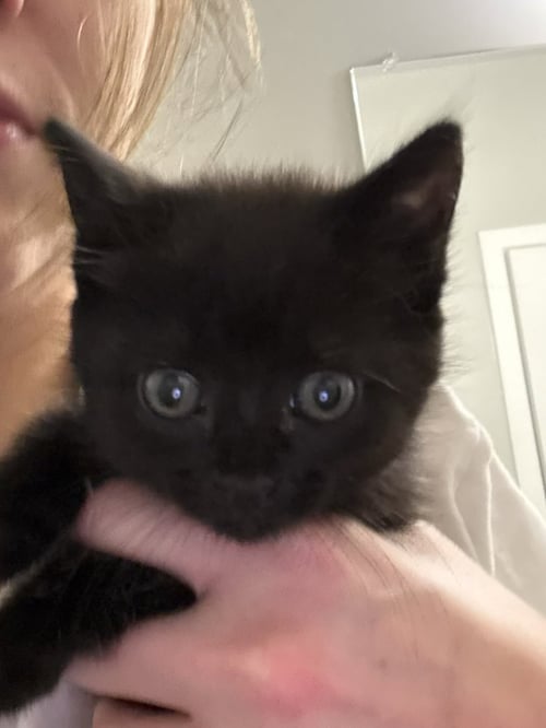 BISOU