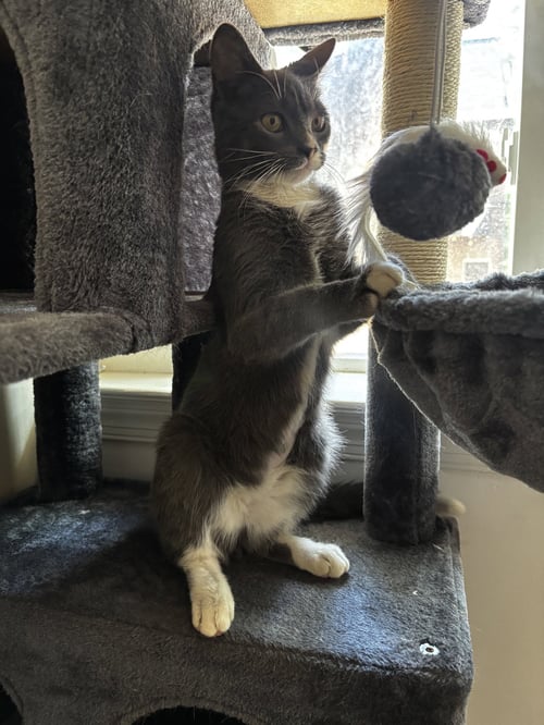 HOPPY - Domestic Short Hair available for adoption