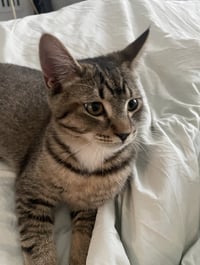 Stitch - Photo 1