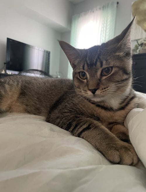 STITCH - Domestic Short Hair available for adoption