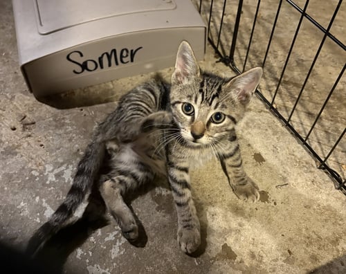 CASSANDRA PETERSON - Domestic Short Hair available for adoption