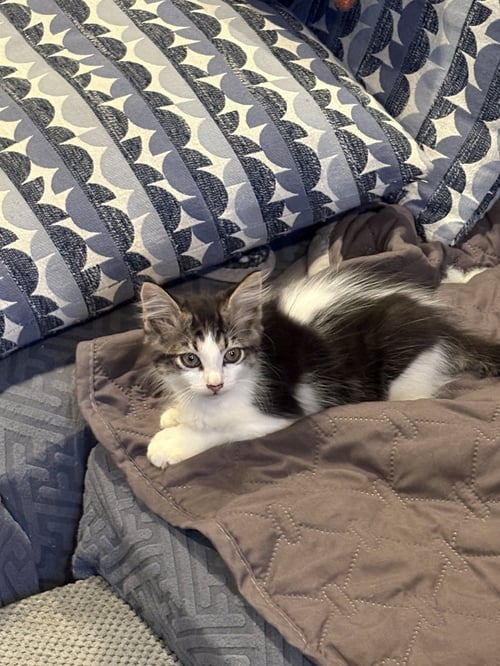 BELA LUGOSI - Domestic Short Hair available for adoption