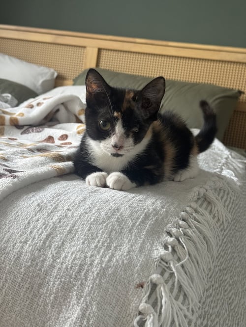 HEMINGWAY - Domestic Short Hair available for adoption