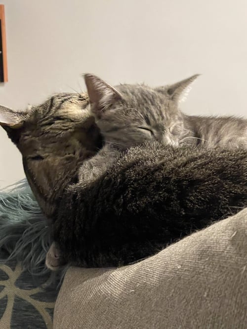 VIGGO - Domestic Short Hair / Tabby available for adoption