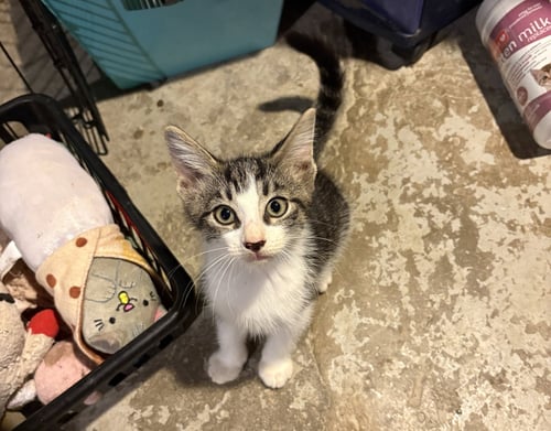 VINCENT PRICE - Domestic Short Hair available for adoption