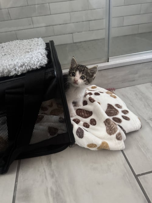 RUE - Domestic Short Hair available for adoption