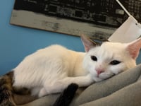 Wallace - Photo 2