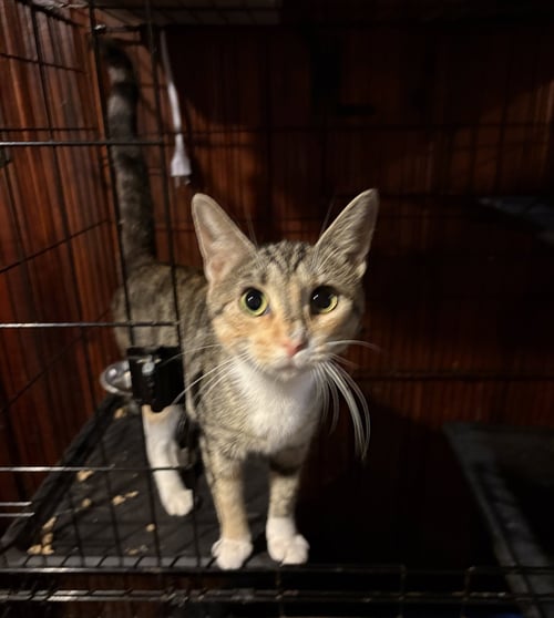DOLLY PARTON - Domestic Short Hair available for adoption