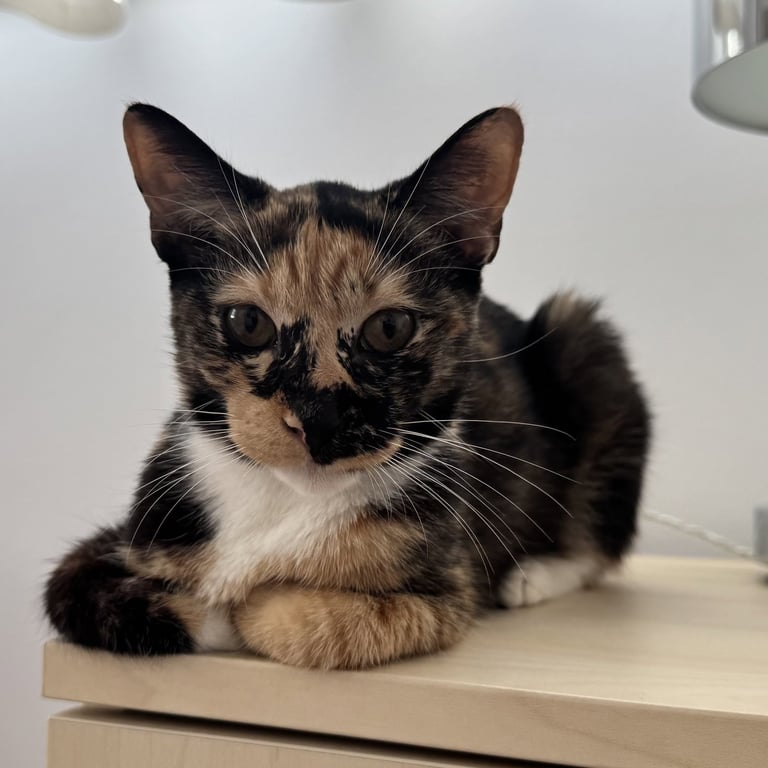 Edie Image