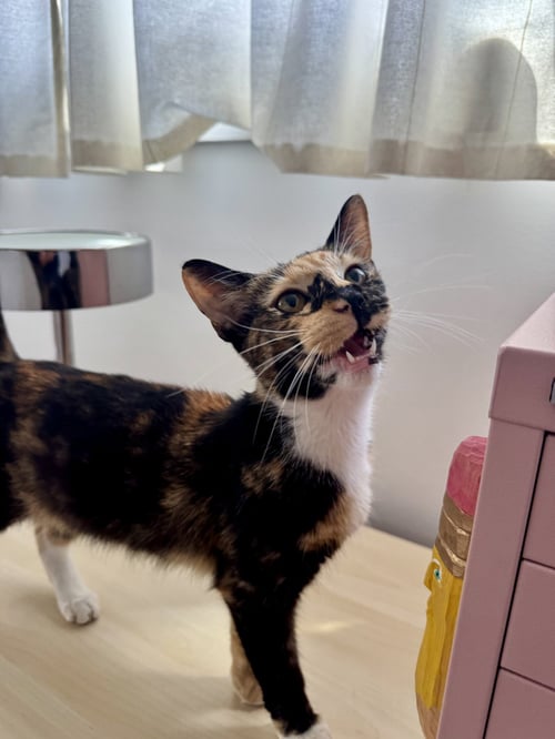 EDIE - Domestic Short Hair available for adoption