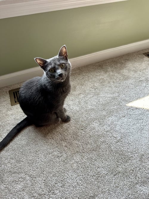 HILDA - Domestic Short Hair available for adoption