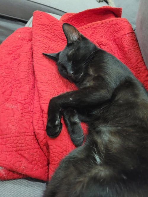 MIDNIGHT - Domestic Short Hair available for adoption