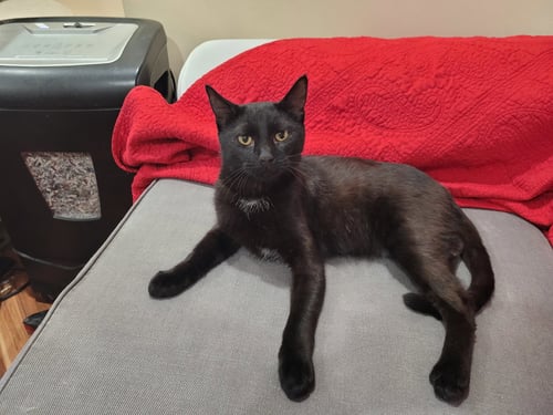 MIDNIGHT - Domestic Short Hair available for adoption