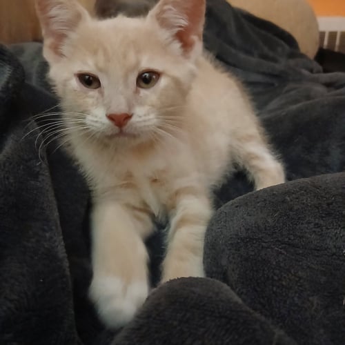 DWAYNE - Domestic Short Hair available for adoption