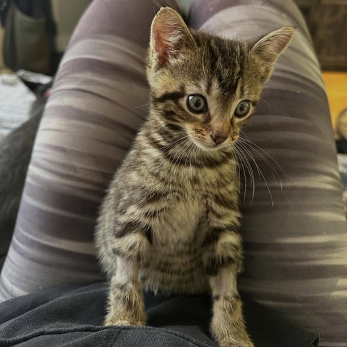 SQUID - Domestic Short Hair available for adoption