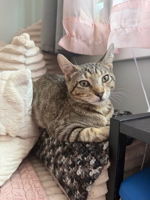 SQUID - Domestic Short Hair available for adoption
