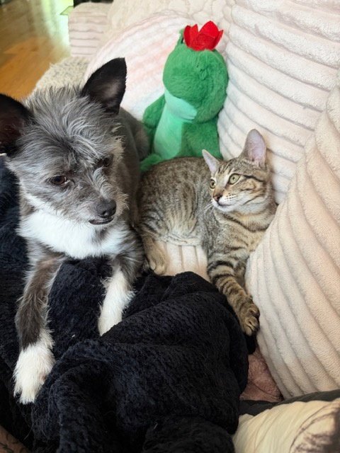 SQUID - Domestic Short Hair available for adoption