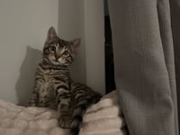 Squid - Photo 4
