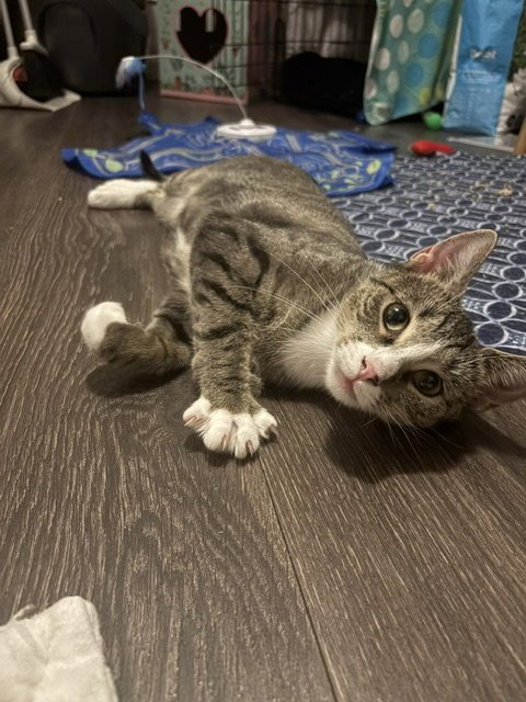 PRIDE - Domestic Short Hair available for adoption