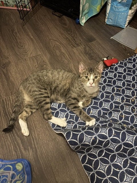PRIDE - Domestic Short Hair available for adoption