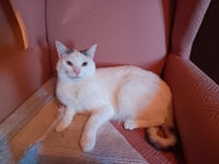 Colby - Photo 4
