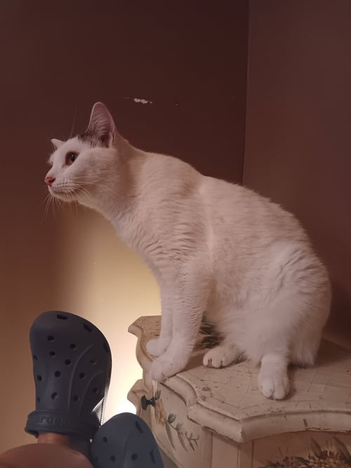 COLBY - Domestic Short Hair available for adoption
