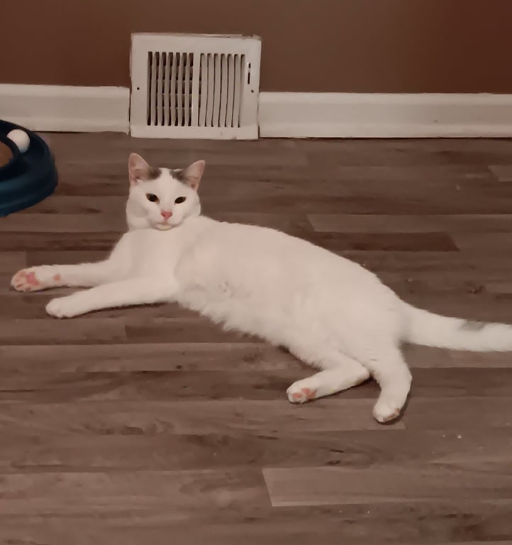 Colby Image